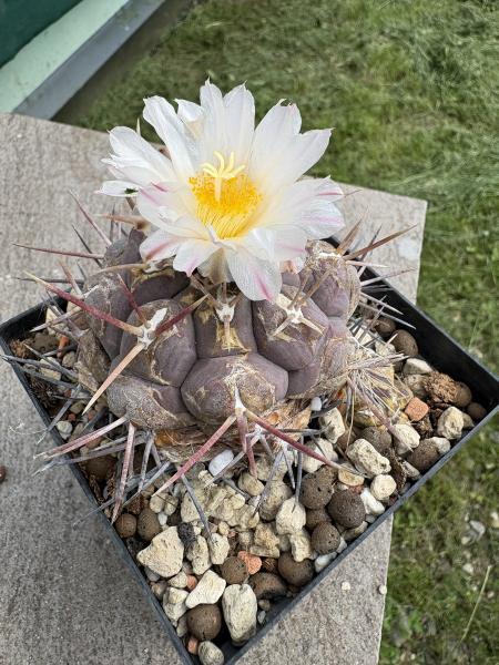 Thelocactus heterochromus